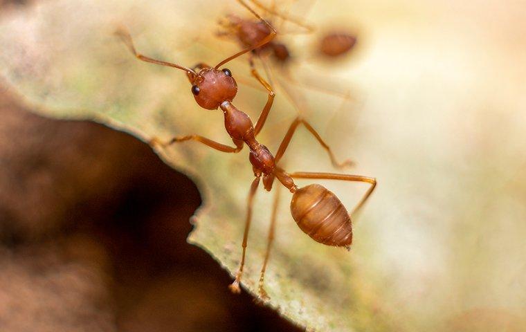fire ants outside a home