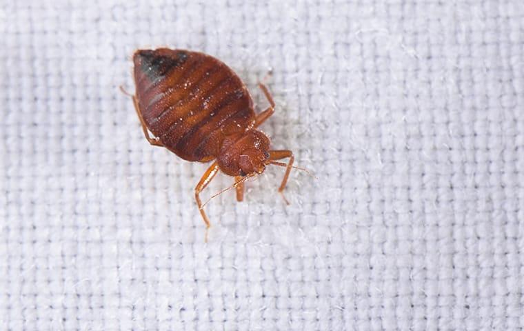 We Offer Warrantied Bed Bug Control Treatments a bed bug crawls on sheets on a bed in a lexington south carolina home