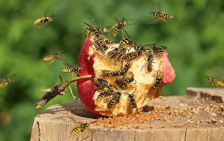a cluster of wasps eating an apple