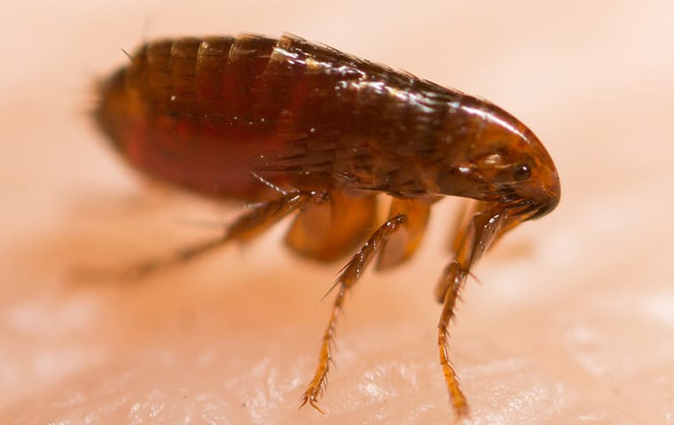 Protect Your Home From Fleas With Our Treatments a flea crawling on skin in lexington south carolina