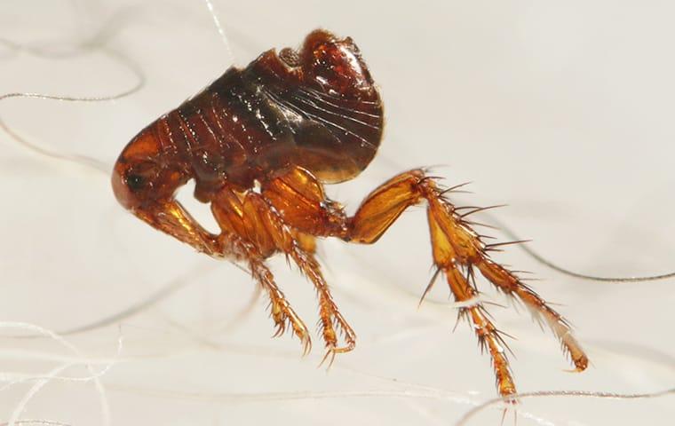 A Female Flea Can Lay Up To 50 Eggs Per Day a flea crawling in pet hair in lexington south carolina