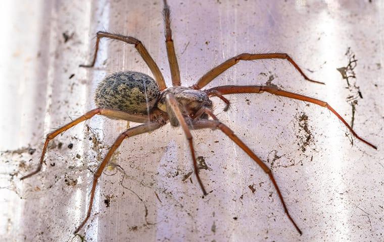 Spider Bites Can Be Painful & Sometimes Harmful a house spider weaving a web in a home in columbia south carolina