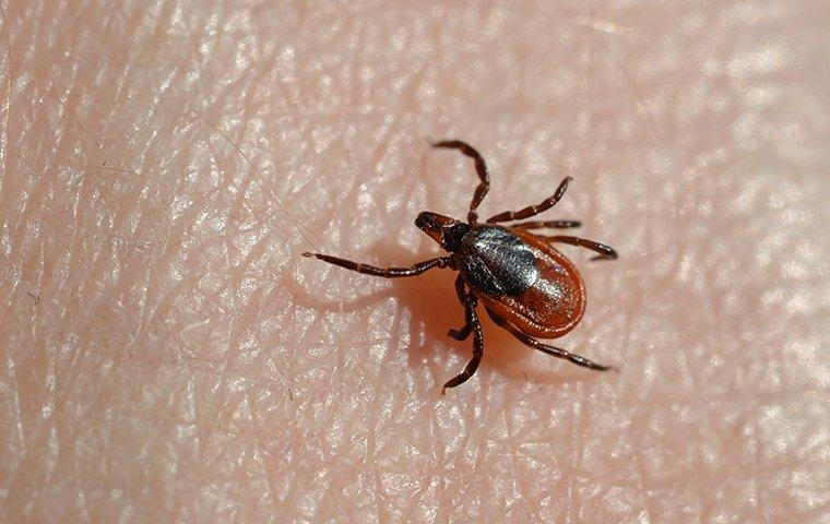 a tick up close on skin