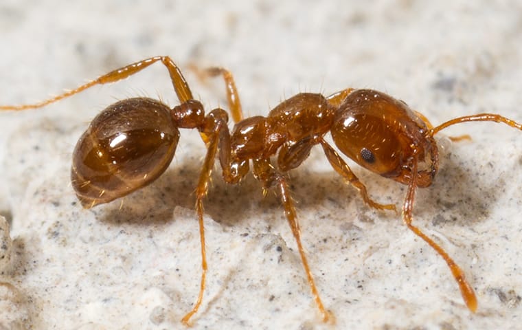 We Offer Quality Fire Ant Control Services a fire ant crawling on a foundation of a columbia south carolina home