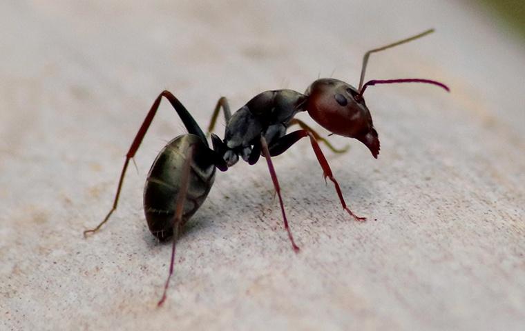 an ant in a home in newman california