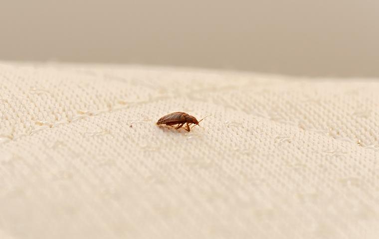 a bed bug on a blanket in a home in ceres california