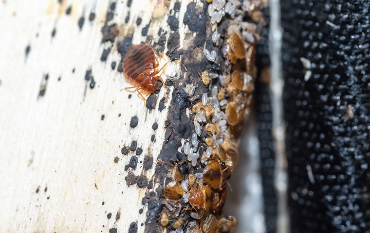 a bed bug crawling on a filthy piece of fabric in a home in modesto california