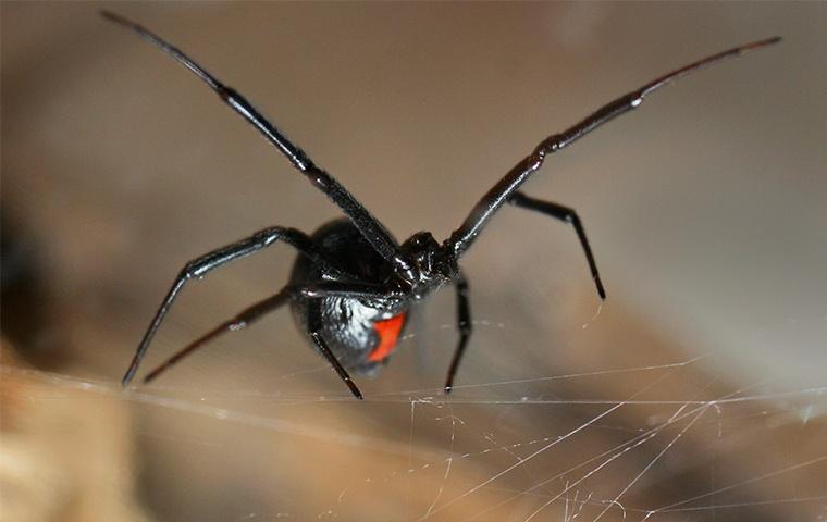 a black widow spider building a web in a home in modesto california