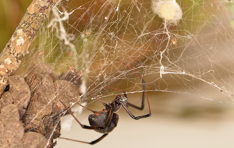 a black widow spider on its web at a home in modesto california