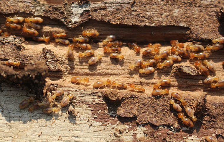 a termite colony eating a piece of wood