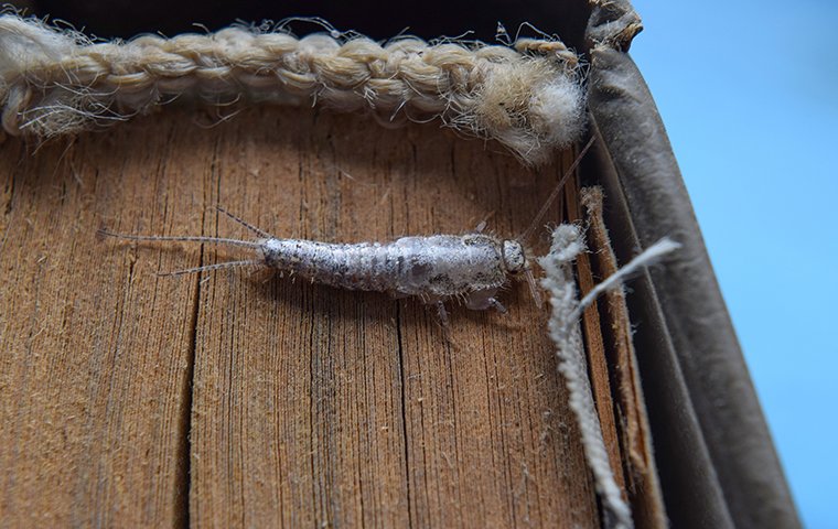 a silverfish crawling on a book in the basement of a home