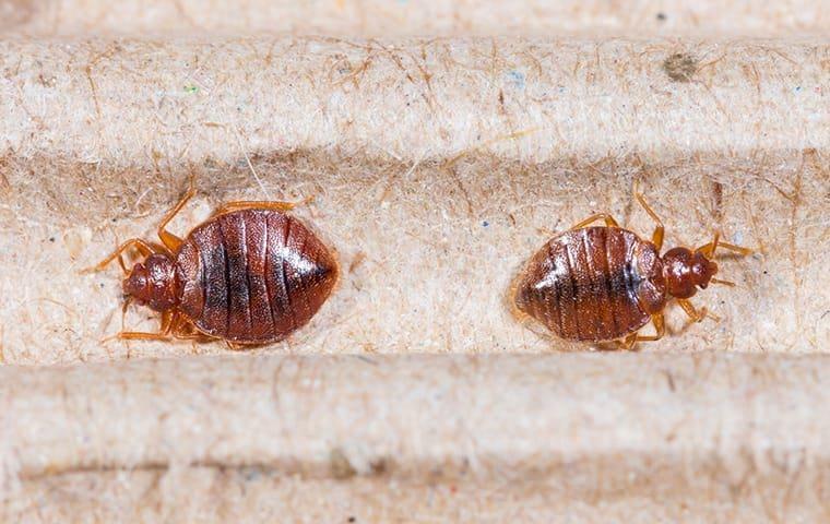 a bed bug infesttaion on modesto upholstery