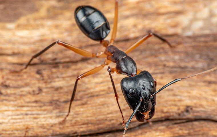 carpenter ants chewing on wood