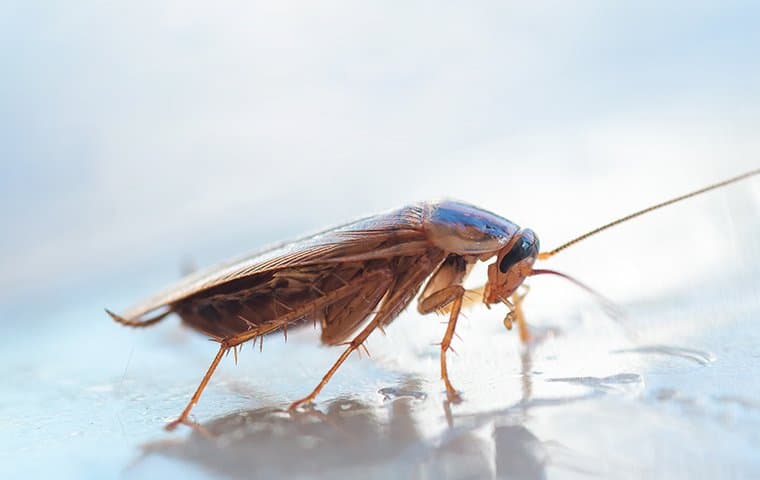 Blog How To Get Rid Of Cockroaches A Comprehensive Guide For Modesto Homeowners