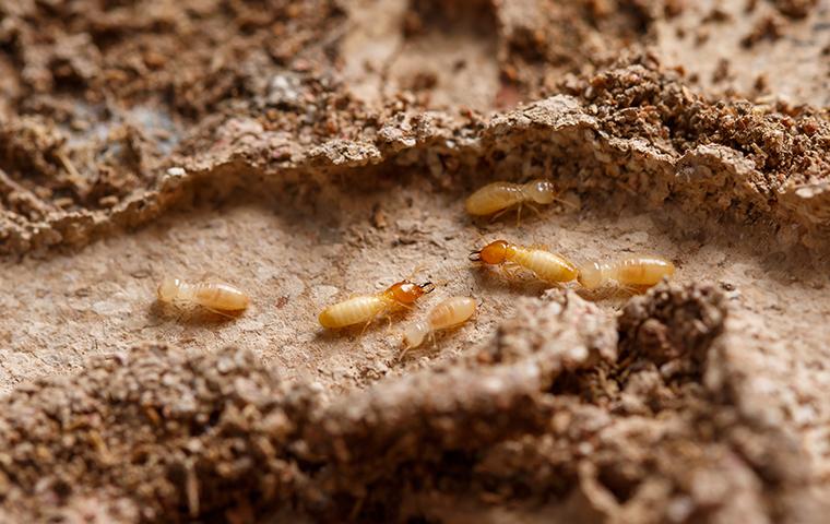 termites crawling in a mud tunnel