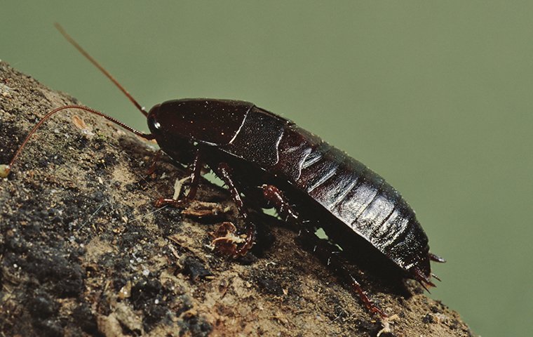 an oriental cockroach on a rock outside of a home in modesto california