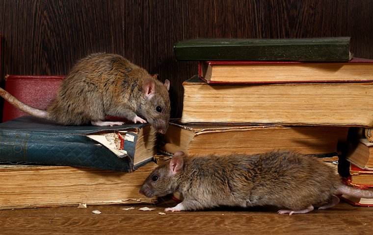 two rats destroying a stack of books inside a home