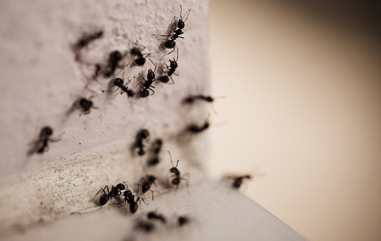 several ants crawling on a wall inside a home