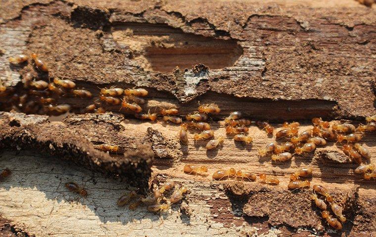 a colony of termites damaging wood