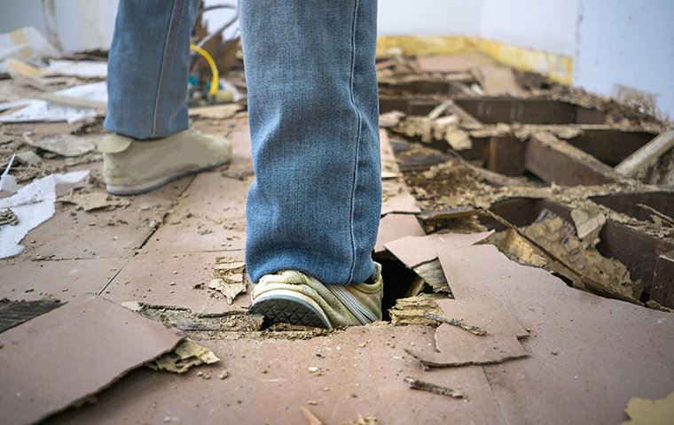 a homeowner walking on the termite damaged floor of a home