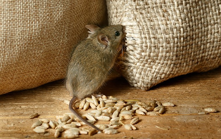 a mouse chewing on a sack of grain in a pantry inside a home