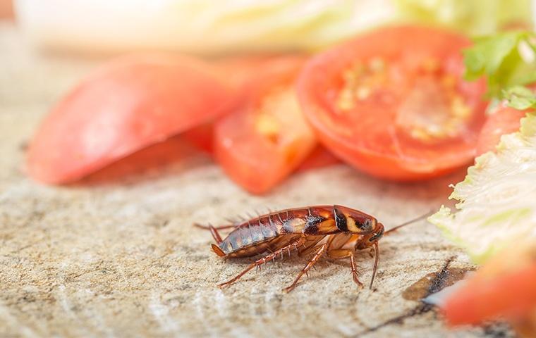 a cockroach crawling among vegetables on the counter of a home in oakdale california
