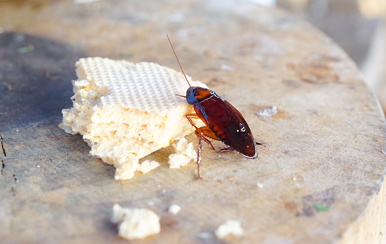 a cockroach eating cake on a table in a home in modesto california