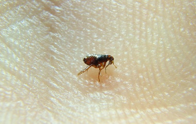 a flea on a persons hand in their home in hughson california