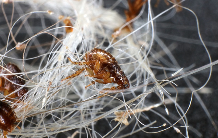 many fleas crawling in pet hair in a home in modesto california