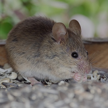a mouse outside of a home in modesto california