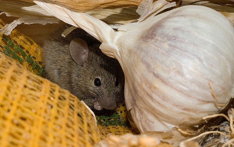 a mouse crawling among food on a counter in a home in modesto california