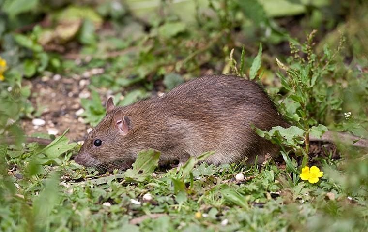 a large rat crawling in the grass outside of a home in riverbank california