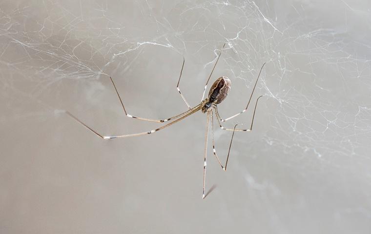 a cellar spider inside of a home in tracy california