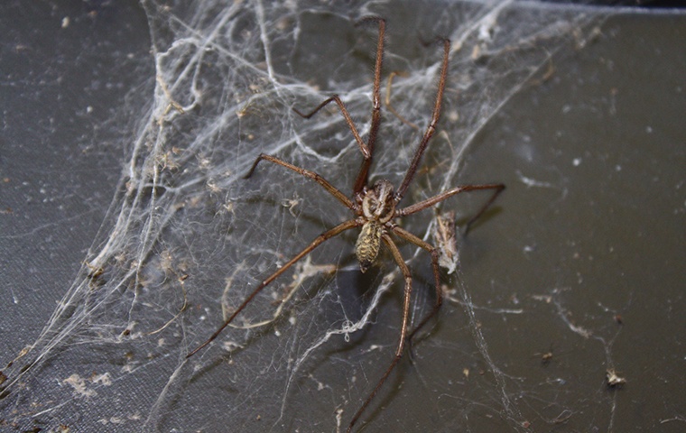 a brown recluse spider in the basement of a home in modesto california