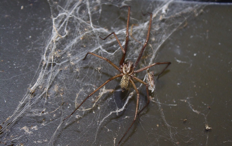 brown recluse web identification