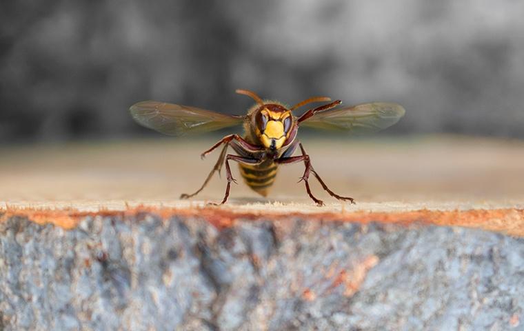 a hornet landing on the ground outside of a home in modesto california