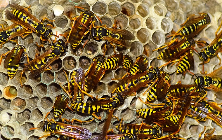 dozens of wasps on their hive at a home in modesto california