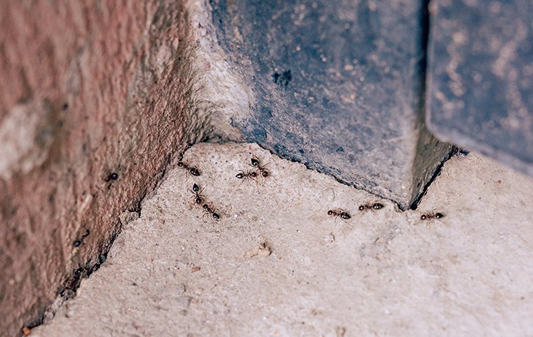 a colony of ants inside of a home in greensboro north carolina