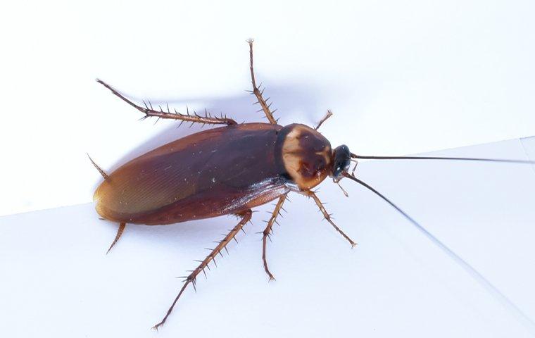 a cockroach on a white surface