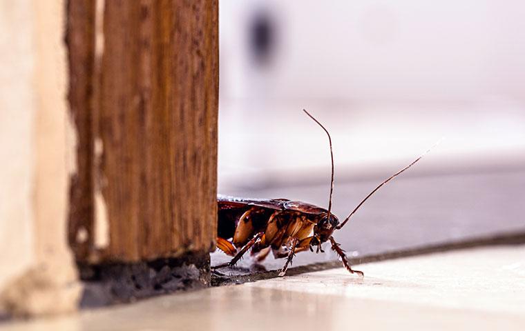 cockroach near doorframe