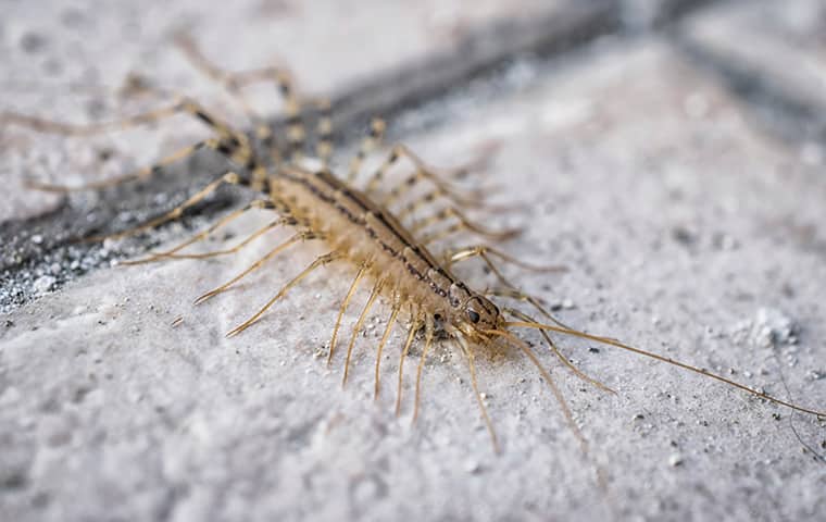 a centipede crawling on the ground