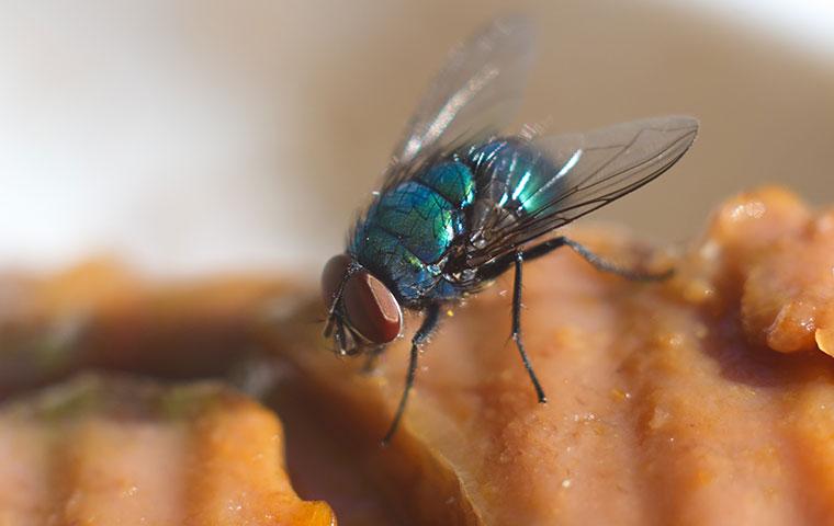 a bottle fly on food
