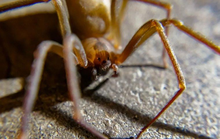 a brown recluse spider on cement floor