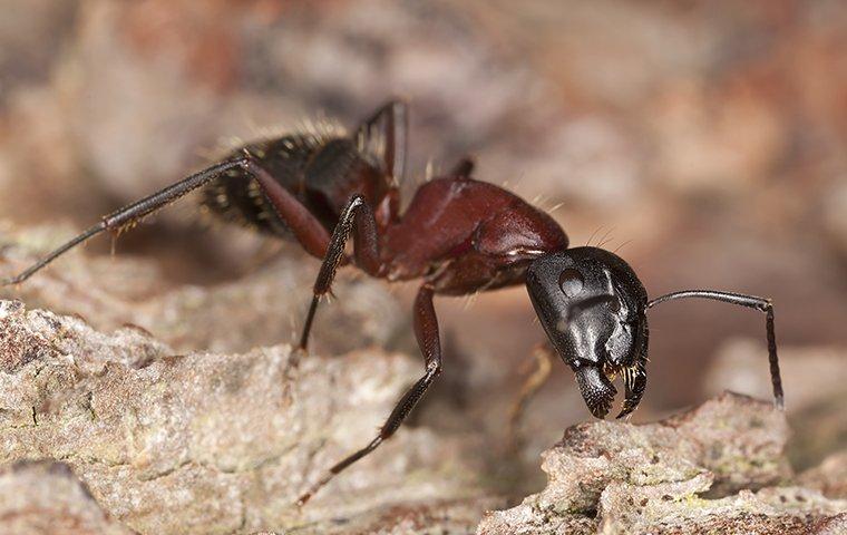a carpenter ant on the ground
