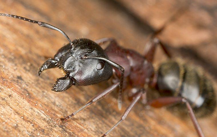 a carpenter ant eating wood and crawling on it
