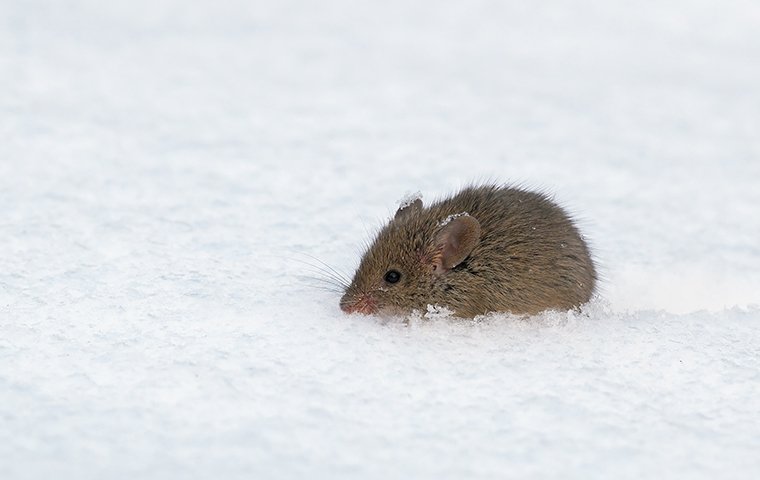 a mouse crawling in the snow outside of a home in charlotte north carolina