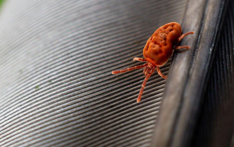 a clover mite on a chair