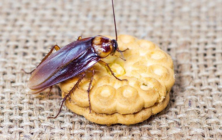 a cockroach crawlig on a cookie
