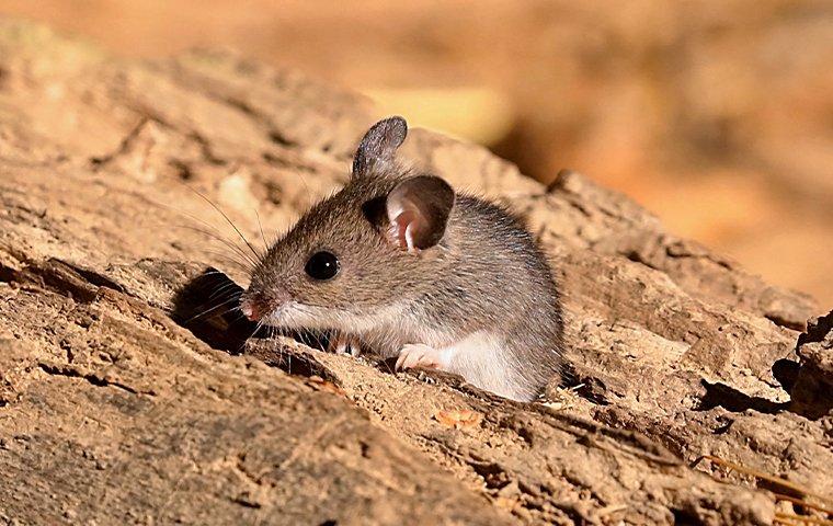 a deer mouse on a pile of wood