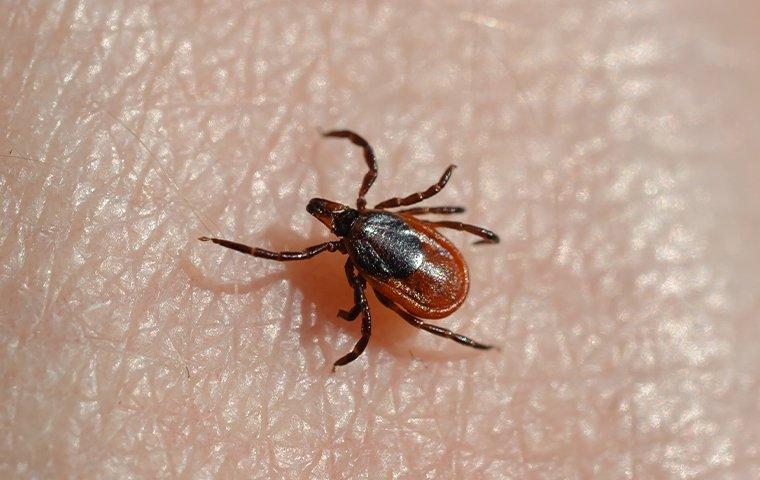 a deer tick crawling on a hand